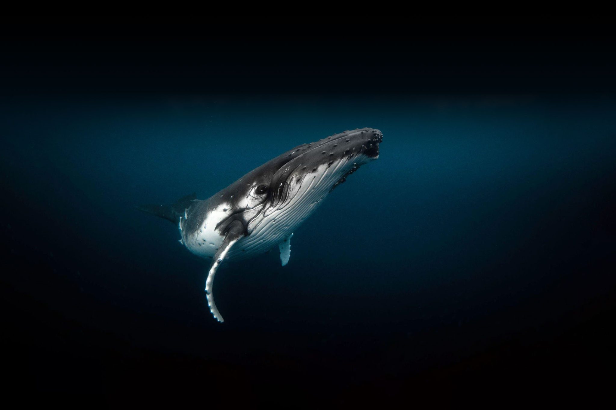 whale-hero-image