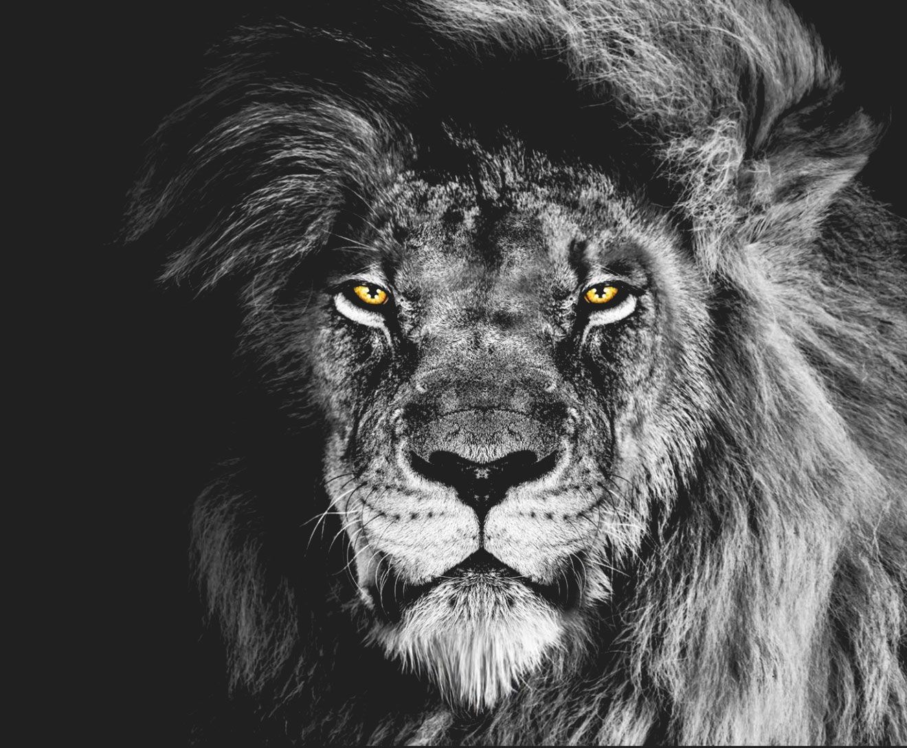 Lion Image
