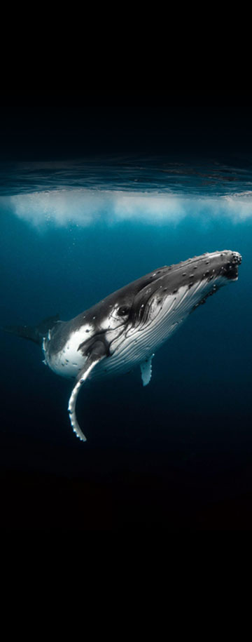 A humpback whale swimming in the deep blue ocean